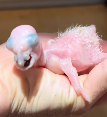 T0910042 Girl picked up strange egg animal rescue rescueanimals animalso part2