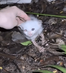 T1810023 Little tiny kitten picking up part2