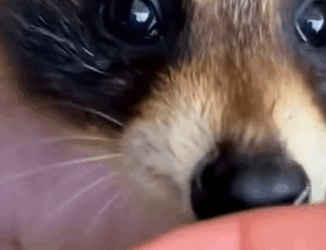 T0910035 Couple save raccoon from texas heat animal rescue rescueanimals part2