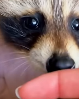 T0910035 Couple save raccoon from texas heat animal rescue rescueanimals part2