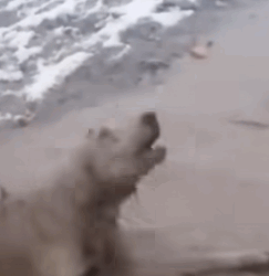 T1810022 Rescue dog struggling in pain and crying for help in mud puddle animalsoftiktok rescueanimals animals fyp dogsoftiktok dog part2