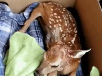 T0910037 It great deer was saved rescue rescueanimals animals animalso part2