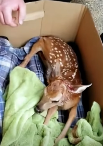 T0910037 It great deer was saved rescue rescueanimals animals animalso part2