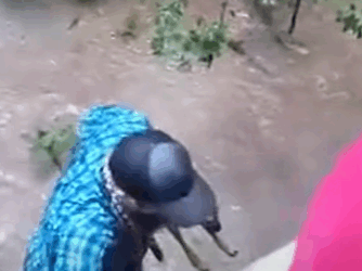 T0910050 A baby deer lucky to be saved from the flood by a man animal rescue part2