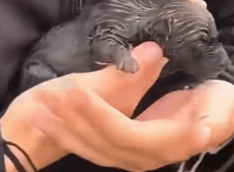 T0910022 Girl adopted puppy on the road rescue rescueanimals animals ani part2