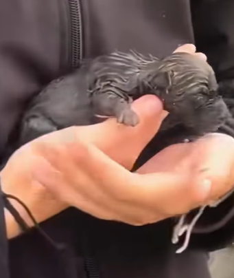 T0910022 Girl adopted puppy on the road rescue rescueanimals animals ani part2