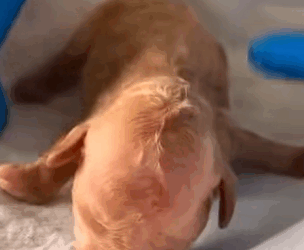 T0910041 Rescue a newborn puppy on the road animal rescue rescueanimals part2