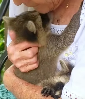 T0910044 Man takes in baby raccoon after tearing down it s home animal rescu part2