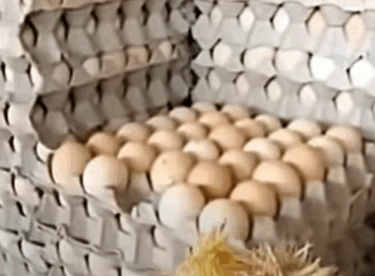 T0910031 Man adopted chicken from the farm as pet rescue rescueanimals part2