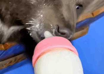 T0910047 Baby bear runs after man hoping he will adopt it animal rescue res part2