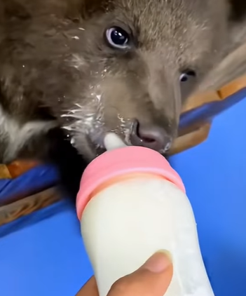 T0910047 Baby bear runs after man hoping he will adopt it animal rescue res part2