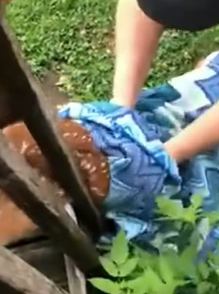 T0910036 Rescue a baby deer animal rescue rescueanimals animalsoftiktok part2