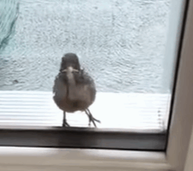 T0910038 A motherless bird came to the girl s house to ask for help animal part2