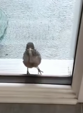 T0910038 A motherless bird came to the girl s house to ask for help animal part2