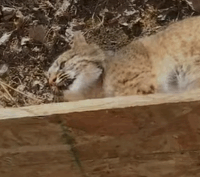 T0910056 Couple saves trapped bobcat and what happens to them animal rescu part2