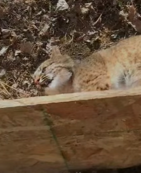 T0910056 Couple saves trapped bobcat and what happens to them animal rescu part2