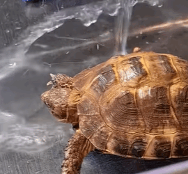 T0910032 Man adopted turtle and is surprised after year rescue rescueani part2