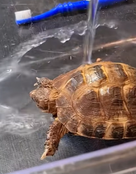 T0910032 Man adopted turtle and is surprised after year rescue rescueani part2
