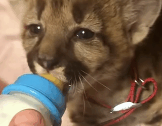 T0910060 Girl adopted cougar cub on the road animal rescue rescueanimals part2