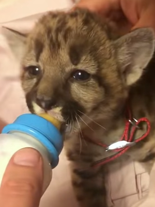 T0910060 Girl adopted cougar cub on the road animal rescue rescueanimals part2