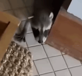 T0910040 Baby raccoon comes to girl miraculously part2