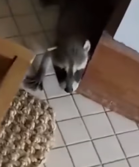 T0910040 Baby raccoon comes to girl miraculously part2