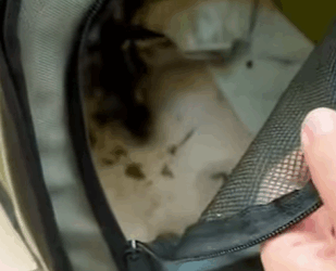 T0910055 Man finds ducklings that lost their mother animal rescue rescuea part2