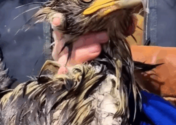 T0910057 An eagle stuck in the river was rescued by us animal rescue rescue part2