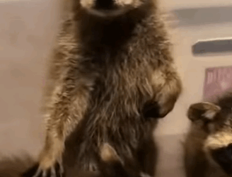 T0910046 Girl adopted raccoons in trash can animal rescue rescueanimals part2