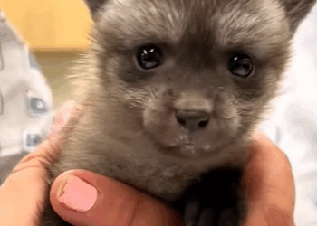 T0910051 My dog brought black baby wolf and become friends animal rescue part2