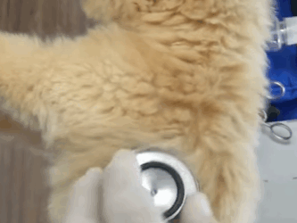 T0910016 Lost puppy in the woods was luckily saved rescue rescueanimals animal part2