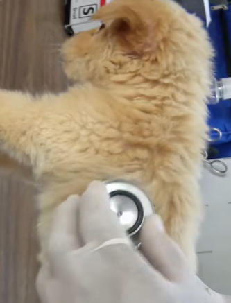 T0910016 Lost puppy in the woods was luckily saved rescue rescueanimals animal part2