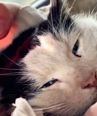 T0910054 My dog found litter of baby raccoons animal rescue rescueanimals part2