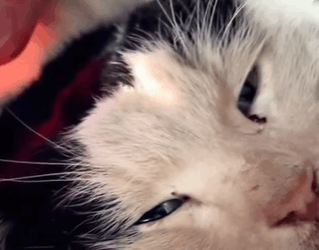 T0910013 Rescue a cat squatting in the water in winter and then rescue fyp part2