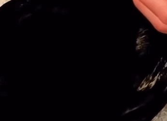 T0910009 My dogs found an injured crow and brought it home animal rescueanimal part2