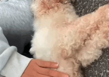 T0910015 Rescue a family of dogs on the road rescue animals animalsoftiktok part2