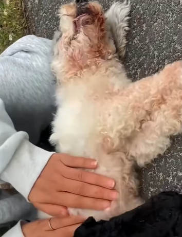 T0910015 Rescue a family of dogs on the road rescue animals animalsoftiktok part2