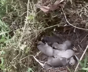 T0910025 Mother dog begs man to save her puppies rescue rescueanimals animals part2