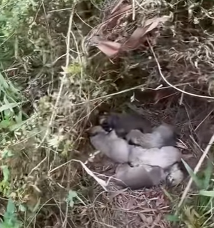 T0910025 Mother dog begs man to save her puppies rescue rescueanimals animals part2