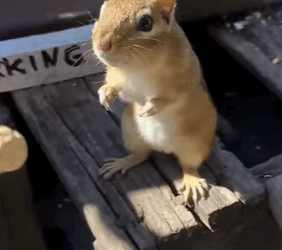 T0910027 Rescue a baby squirrel rescue rescueanimals animals squirrel part2