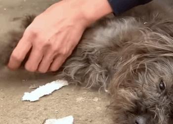 T0910021 Poor dog was rescued part2