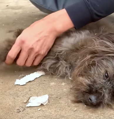 T0910021 Poor dog was rescued part2