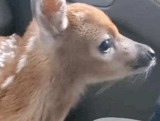 T0910028 Man adopted baby deer on the road rescue rescueanimals animals part2