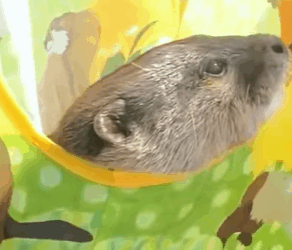 T0910029 My dog found baby otter rescue rescueanimals animals otter part2