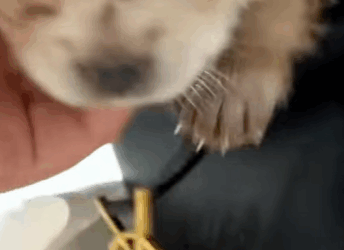 T0910058 Poor puppy adopted by girl rescue rescueanimals animals animals part2