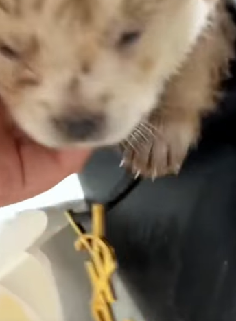 T0910058 Poor puppy adopted by girl rescue rescueanimals animals animals part2