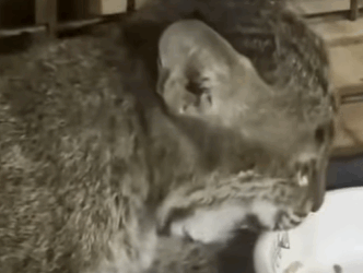 T0910048 Man saves baby bobcat in water pipe animal rescue rescueanimal part2