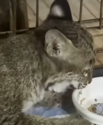 T0910048 Man saves baby bobcat in water pipe animal rescue rescueanimal part2