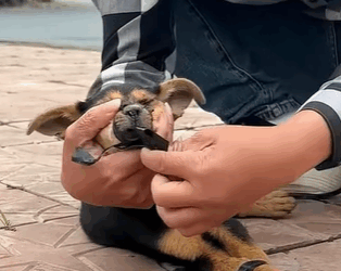 T0910020 If you see this dog will you save it rescue rescueanimals animal part2