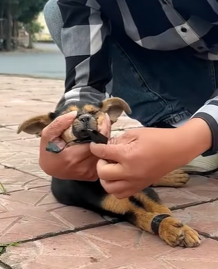 T0910020 If you see this dog will you save it rescue rescueanimals animal part2